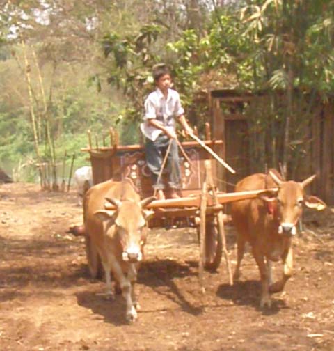 Our ox cart