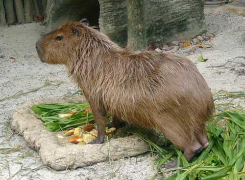 Capybara