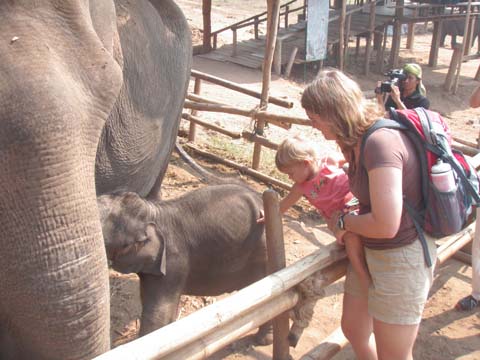 baby elephant