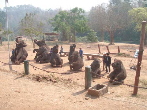 Elephant show