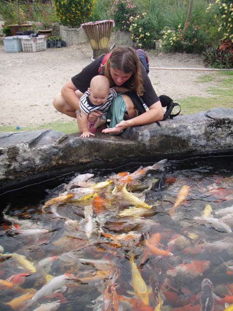 Feeding the fish at the Fruit Farm