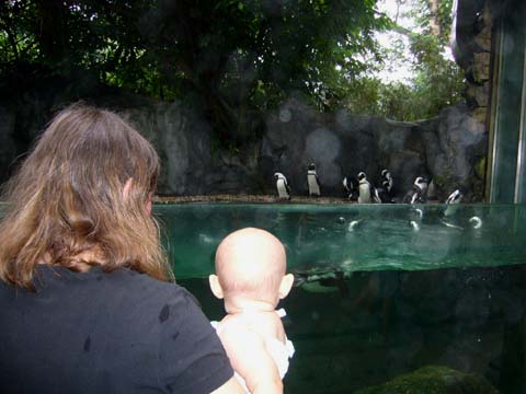 With mummy loking at the Penguins