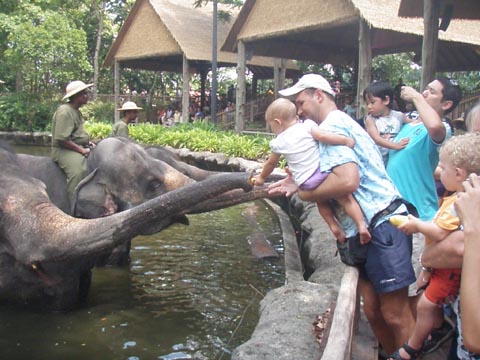 Feeding the elephants