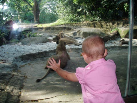 "Did the lions want any of my biscuit?"