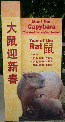 Year of the Rat